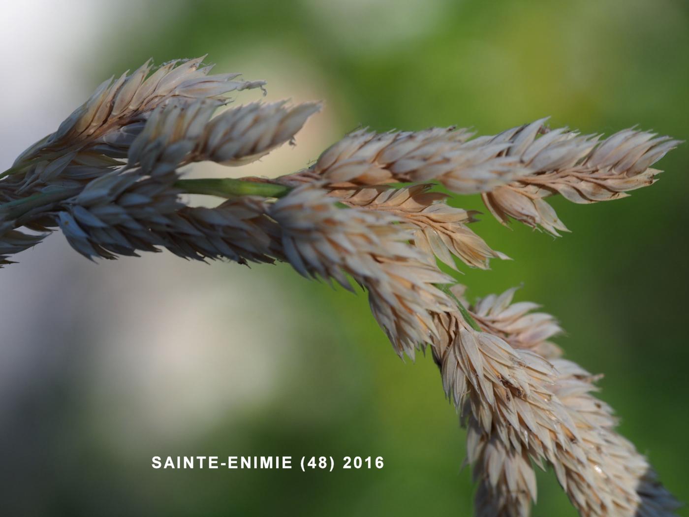 Canary grass, Reed fruit